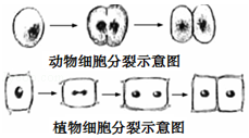 如图是动,植物细胞分裂示意图,下列关于细胞分裂的描述错误的是)