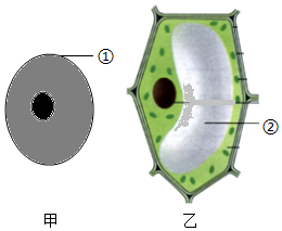 生物体的基本结构